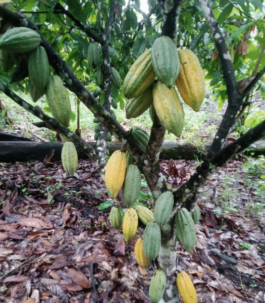 Cocoa tree with cocoa