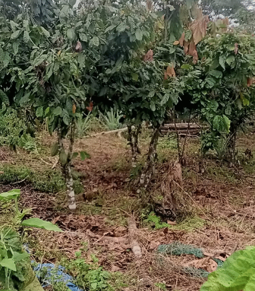 Wide view of the agroforestry system showing tree spacing, mixed vegetation, and overall farm layout